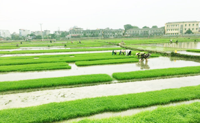 EVN sẵn sàng phục vụ xả nước đổ ải vụ Đông Xuân 2021