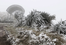 Video: Băng tuyết phủ trắng cành cây ngọn cỏ ở vùng núi Bắc Bộ