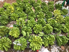 50 triệu mua 500 quả phật thủ bán Tết, 10 ngày ăn lãi gấp đôi