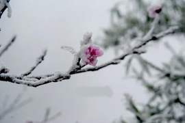 Rét tê buốt, dân mạng xuýt xoa chia sẻ lại ảnh tuyết rơi ở Nghệ An