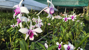 Video: Vườn lan 12.000 m2 ở TP.HCM thất thu vụ Tết do dịch COVID-19