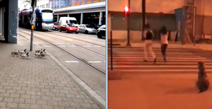 Con chó, con vịt biết chờ đèn xanh, sao con người lại vượt đèn đỏ?