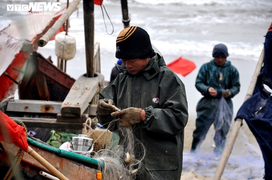 Ảnh: Rét cắt da cắt thịt, ngư dân Thanh Hóa vẫn hồ hởi căng buồm ra khơi
