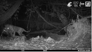 Biến đổi khí hậu dẫn tới hành động tàn bạo của loài báo đốm