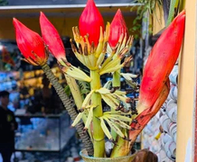 Hàng độc Tết Tân Sửu: Dân Hà thành mê mẩn hoa chuối rừng Tây Bắc