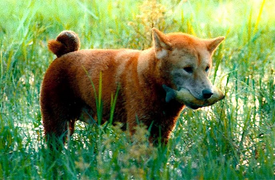 Ra rạp vài ngày, 'Cậu Vàng' tạo nên cuộc tranh cãi nảy lửa