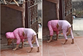 Rét đậm, chó mèo diện áo ấm 'style con nhà nghèo' khiến dân mạng cười lăn