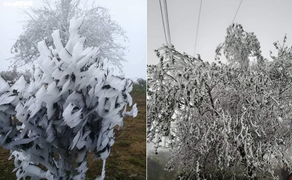 Sơn La: Rừng cây ở Tà Xùa đóng băng trắng muốt trong cái rét 3 độ C