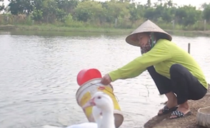 Lương thấp, giáo viên làm giúp việc, rửa bát thuê để mưu sinh