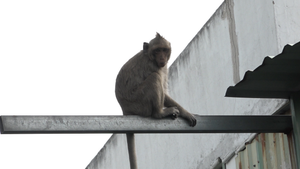 Video: Đàn khỉ 'đột nhập' khu dân cư ở TP.HCM quậy phá, trộm thức ăn