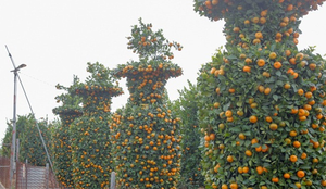 Độc đáo quýt lục bình giá hàng chục triệu đồng chơi Tết Tân Sửu