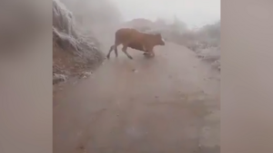 Video: Bò ngã liên tục vì mặt đường đóng băng ở Lào Cai