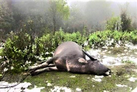 Hơn 200 con trâu, bò chết cóng sau 5 ngày miền Bắc rét kỷ lục