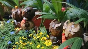 Video: Ngắm bộ bonsai linh vật trâu làm từ trái dừa ở TP.HCM