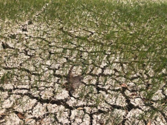 5 nhiệm vụ, giải pháp ứng phó xâm nhập mặn ở ĐBSCL