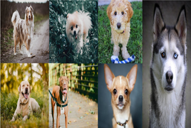 Trắc nghiệm vui: Loài chó bạn thích tiết lộ điều gì về tính cách của bạn?