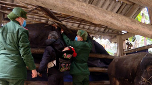 Video: Bộ đội Biên phòng Lào Cai giúp dân chống rét cho đàn gia súc