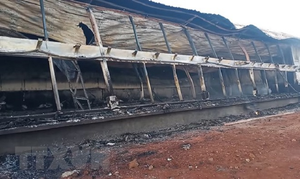 Cháy trang trại nuôi lợn ở Bình Phước, ước tính thiệt hại 90 tỷ đồng