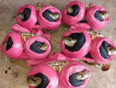 Dân mạng cười phá lên trước loạt ảnh cua biển buộc dây kín mít