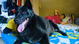 Video: Chó đen siêu mập ngủ chung với chủ 