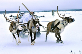 Học theo Nga, quân đội Na Uy tính dùng tuần lộc làm phương tiện chiến đấu