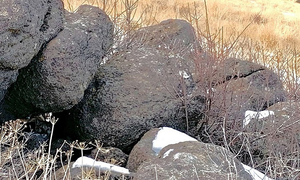 Đố bạn chỉ ra con sư tử ngụy trang trong hình này