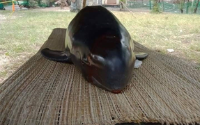 Cá Ông nặng nửa tạ dạt vào bờ biển Quảng Nam