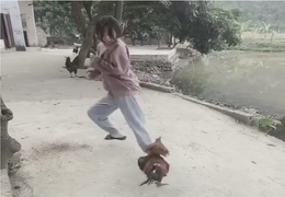 Cô gái 'chơi lầy', bị gà trống đuổi chạy trối chết