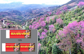 Thí điểm dán tem phân biệt đào rừng 