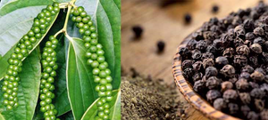 Thế nào là tiêu đen, tiêu trắng, tiêu xanh và loại nào tốt nhất?