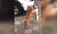 Chết cười xem 2 chú chó đang đánh nhau bỗng nhảy Tango 