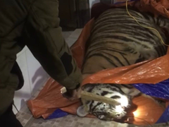 Hổ nặng 250kg nằm bất động trong nhà: Chủ nhà khai gì?