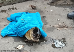 Mất bố mẹ, hải cẩu lầm lũi bơi hết hải trình 800 km