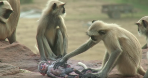 Tưởng nhầm robot là đồng loại đã chết, đàn khỉ đau buồn tiếc thương