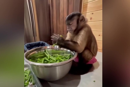 Clip: Biểu cảm hài hước của chú khỉ khi phải nhặt rau 