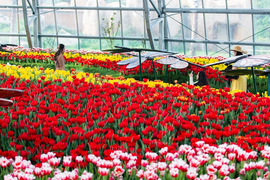 Khám phá 'mùa hoa Hà Lan' sớm nhất thế giới tại đảo nhiệt đới Hòn Tre