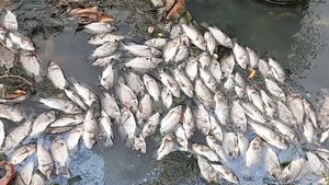 Video: Cá chết nổi trắng kênh ở Bình Dương