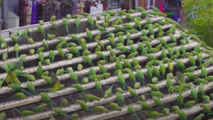 Video: Khám phá nhà 'người chim' nuôi 8000 con vẹt hoang dã