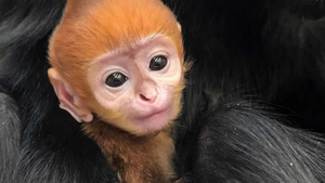 Video: Voọc đen má trắng quý hiếm chào đời ở Mỹ