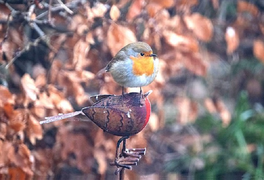 Chim ngang ngược đậu trên đầu người bạn 'vô tri vô giác'