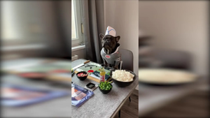 Video: Chó bulldog trổ tài làm món sushi điệu nghệ như 'siêu đầu bếp'