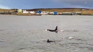 Nhanh trí leo lên bãi đá, hải cẩu thoát chết ngoạn mục 