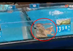 Bạch tuộc tự tăng giá bằng cách bò sang bể khác