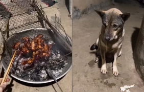 Clip: Chú chó thèm nhỏ dãi khi nhìn chủ nướng thịt