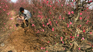 Video: Thu gần 200 triệu đồng mỗi năm nhờ trồng đào ở Sơn La