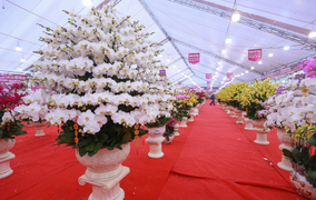 Giá cả trăm triệu đồng, lan hồ điệp vẫn 'cháy' hàng