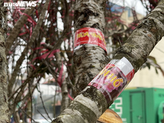 Ảnh: Đào gắn 'tem truy xuất' đổ bộ Hà Nội, đắt nhất giá 30 triệu đồng