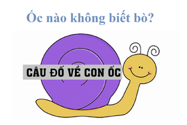 Đố mẹo 3 giây cho người IQ cao: Ốc nào không biết bò?