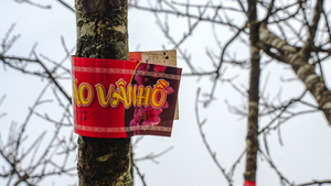 Video: Ngắm đào trồng Sơn La dán tem, bày bán trên phố Hà Nội