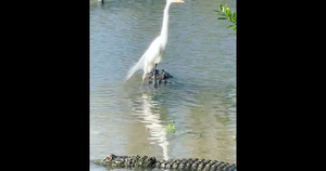 Video: Diệc hiên ngang cưỡi trên lưng 'sát thủ đầm lầy'